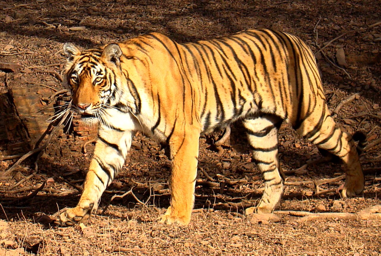 Wildlife Week Celebration